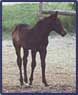 click for sale horses